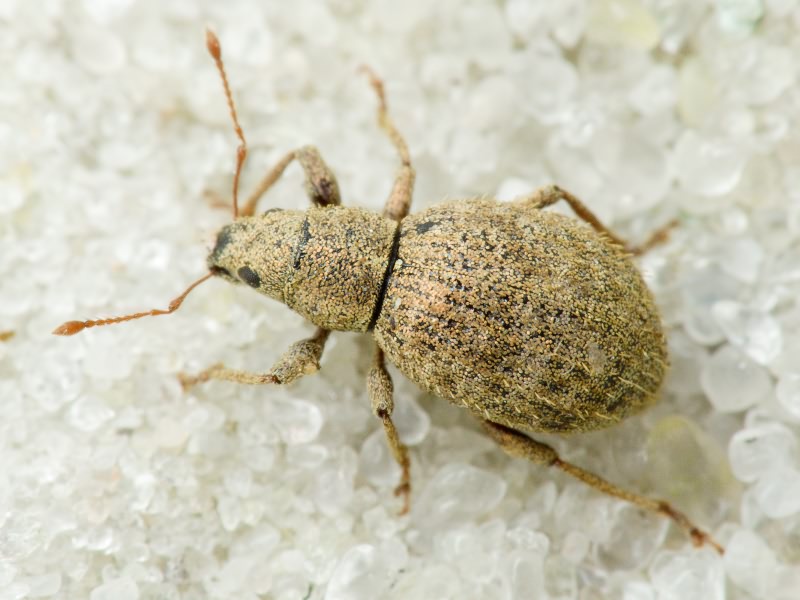 Sciaphilus asperatus (Bonsdorff, 1785)